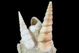 Fossil Gastropod (Haustator) Cluster - Damery, France #74522-2